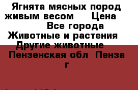 Ягнята мясных пород живым весом.  › Цена ­ 125 - Все города Животные и растения » Другие животные   . Пензенская обл.,Пенза г.